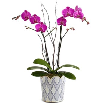 Lovely Living Orchid – view 2