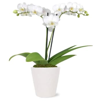 Pick Me Up Orchid – view 2